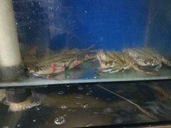 -宾朋海鲜特色美食餐厅·纯手工鲅鱼水饺(兴海路店)