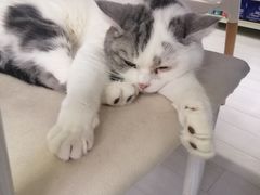 -喵的天空名猫咖啡馆·撸猫·猫舍·用品