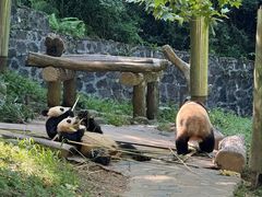 -都江堰中华大熊猫苑