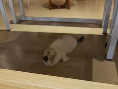 -藏猫猫咖啡主题馆(中央大道店)