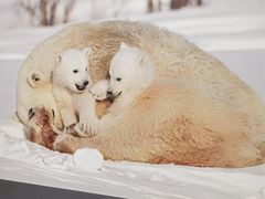 -罗红摄影艺术馆