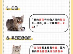 -翊宠yipet猫狗购宠庄园犬舍•猫舍