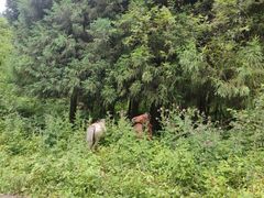 -武陵山森林公园