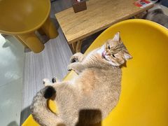 -藏猫猫咖啡主题馆(中央大道店)