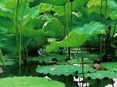-后襄河公园