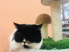 -BABIT巴比特宠物(MOMOPARK店)