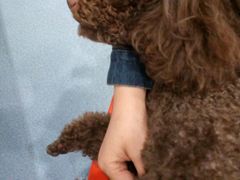 -伟伟宠物医院·CT影像中心·瑞派犬猫综合性门诊(汉口总院)