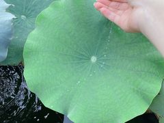 -石家庄市植物园