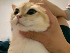 -东方名猫馆·英短金渐层布偶猫舍(环线广场1号楼店)