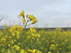 -光明小镇欢乐田园