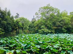 -红梅公园