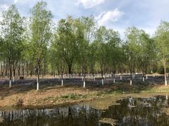 -东郊湿地公园