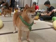 -逗柴咖啡屋·狗咖猫咖宠物桌游
