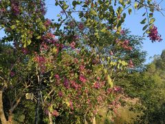 -神光山国家森林公园