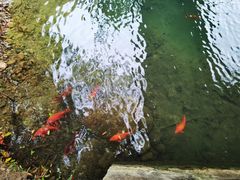 -祁门牯牛降观音堂风景区