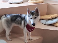 -Husky Go! 哈士奇体验馆·宠物咖啡厅狗咖