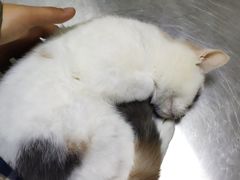 -特一安24小时宠物医院·骨科·中兽医
