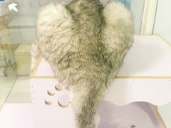 -喵的天空名猫咖啡馆·撸猫·猫舍·用品