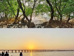 -宝安西湾红树林湿地公园