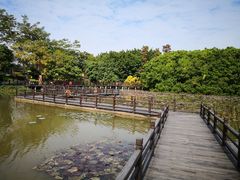 -大湾区中央湿地公园