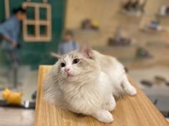 -飞行喵MR PILOT|猫舍·猫咖(静安大融城店)