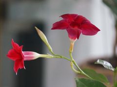 -南山植物园