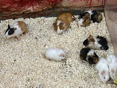 -上海大自然野生昆虫馆