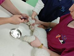 -北京观赏动物医院·24小时大型综合·猫专科·异宠专科