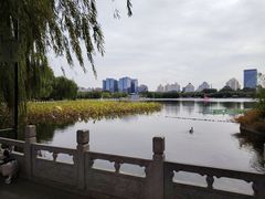 -莲花池公园