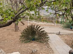 -丽泽山庄·生态怀柔菜·虹鳟鱼(红螺寺店)