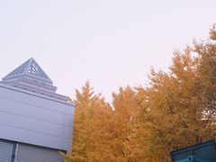 -三里屯东五街银杏大道