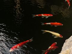 -鲤院·新中式美学·庭院餐厅(夫子庙店)