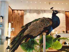 -西双版纳融创皇冠假日度假酒店