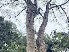 -广西壮族自治区药用植物园