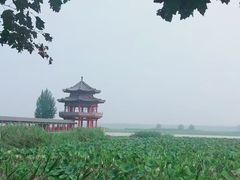 -微山湖红荷湿地景区