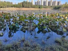 -丁香湖公园