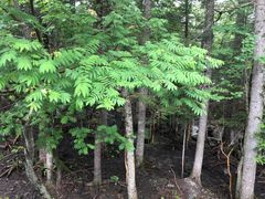 -长白山吉祥物天池水怪专卖