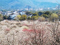 -香雪海