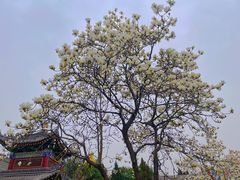 -西安市广仁寺