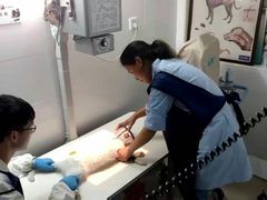 -思琪宠物医院(昆山花桥店)