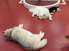 -和它·交个朋友·狗咖猫咖(爱琴海店)