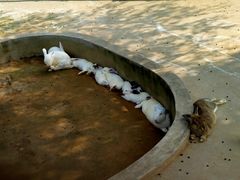 -石家庄市动物园