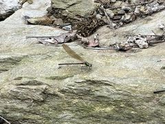 -素山寺森林公园