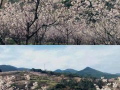 -南山植物园