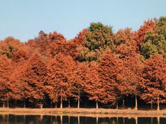 -上海海湾国家森林公园