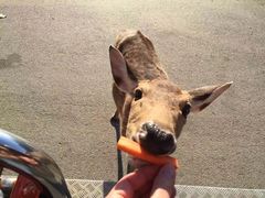 -清迈夜间动物园