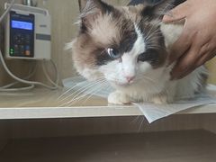 -北京观赏动物医院·24小时大型综合·猫专科·异宠专科