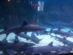 -烟台海昌鲸鲨海洋公园