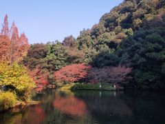 -龙井村