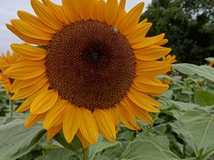 -中国天府农业博览园